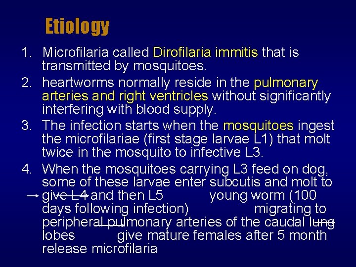 Etiology 1. Microfilaria called Dirofilaria immitis that is transmitted by mosquitoes. 2. heartworms normally