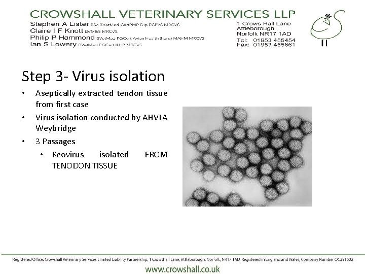 Step 3 - Virus isolation • • • Aseptically extracted tendon tissue from first