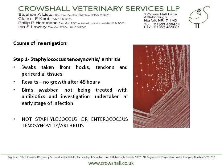 Course of investigation: Step 1 - Staphylococcus tenosynovitis/ arthritis • Swabs taken from hocks,