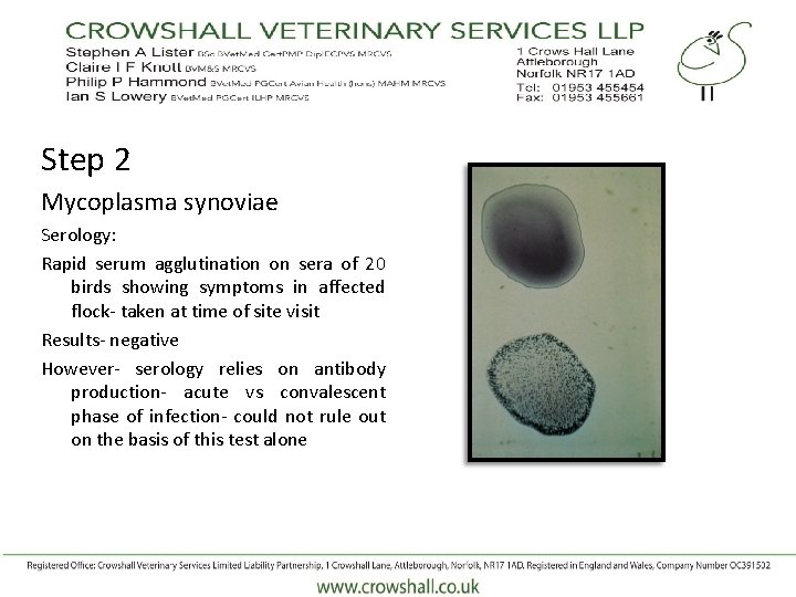Step 2 Mycoplasma synoviae Serology: Rapid serum agglutination on sera of 20 birds showing