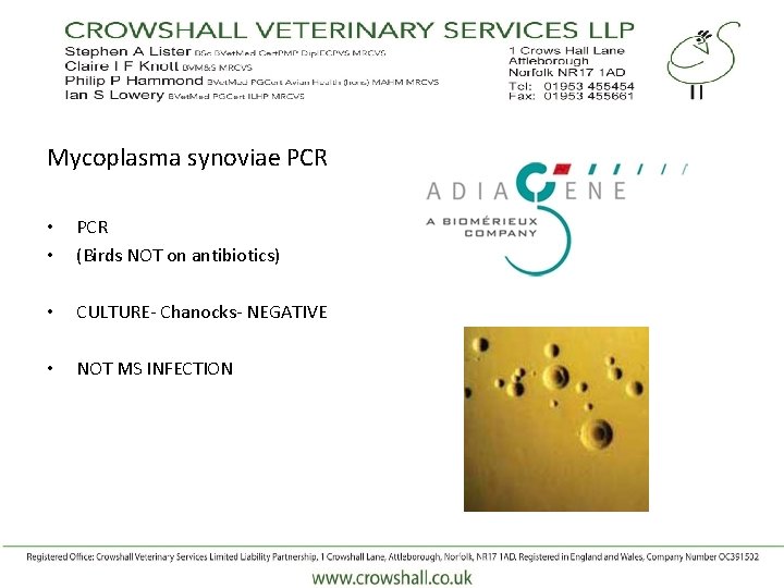 Mycoplasma synoviae PCR • • PCR (Birds NOT on antibiotics) • CULTURE- Chanocks- NEGATIVE