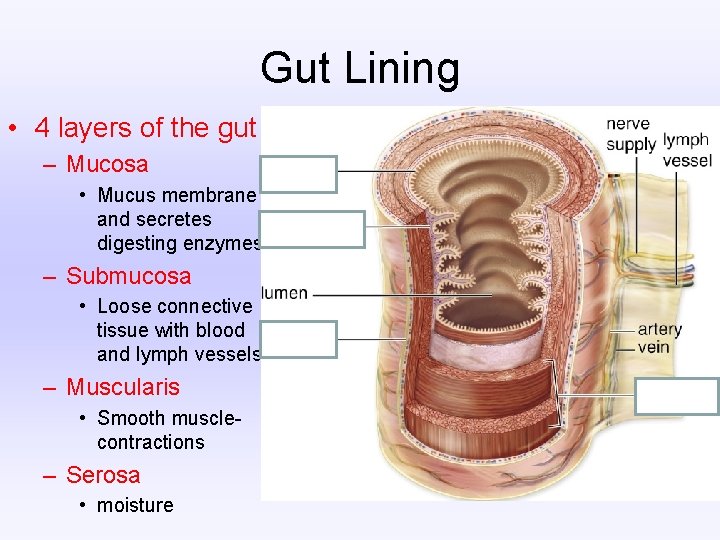 Gut Lining • 4 layers of the gut – Mucosa • Mucus membrane and