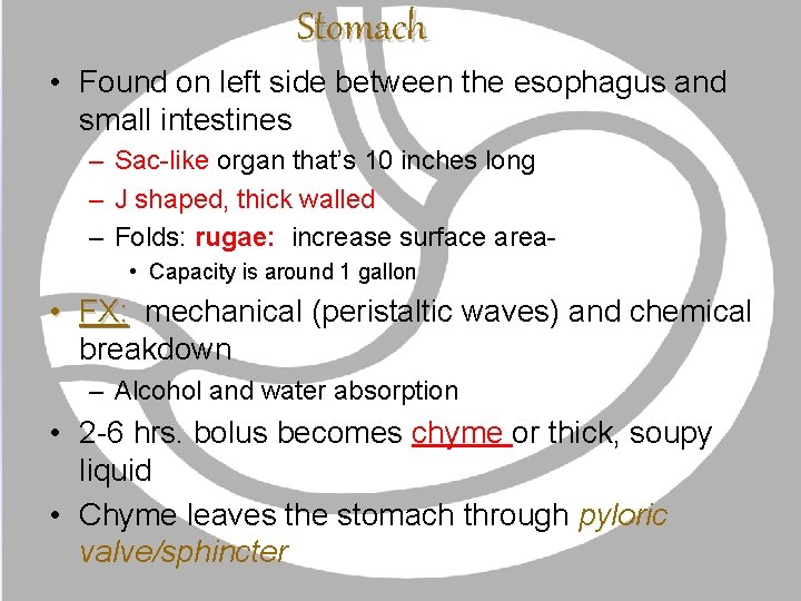 Stomach • Found on left side between the esophagus and small intestines – Sac-like