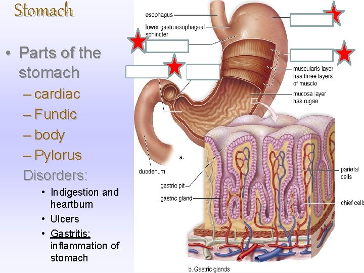 Stomach • Parts of the stomach – cardiac – Fundic – body – Pylorus Stomach • Parts of the stomach – cardiac – Fundic – body – Pylorus