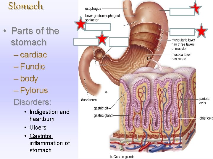 Stomach • Parts of the stomach – cardiac – Fundic – body – Pylorus