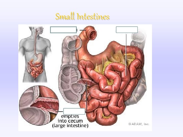 Small Intestines 