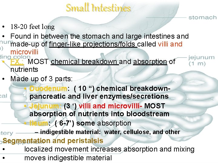 Small Intestines • 18 -20 feet long • Found in between the stomach and Small Intestines • 18 -20 feet long • Found in between the stomach and
