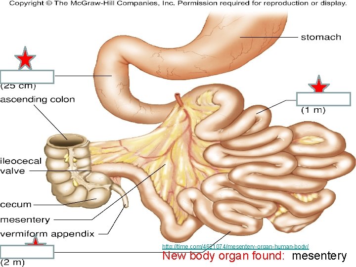 http: //time. com/4621074/mesentery-organ-human-body/ New body organ found: mesentery 