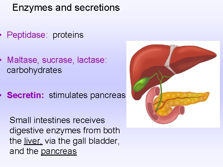 Enzymes and secretions • Peptidase: Peptidase proteins • Maltase, sucrase, lactase: lactase carbohydrates • Enzymes and secretions • Peptidase: Peptidase proteins • Maltase, sucrase, lactase: lactase carbohydrates •