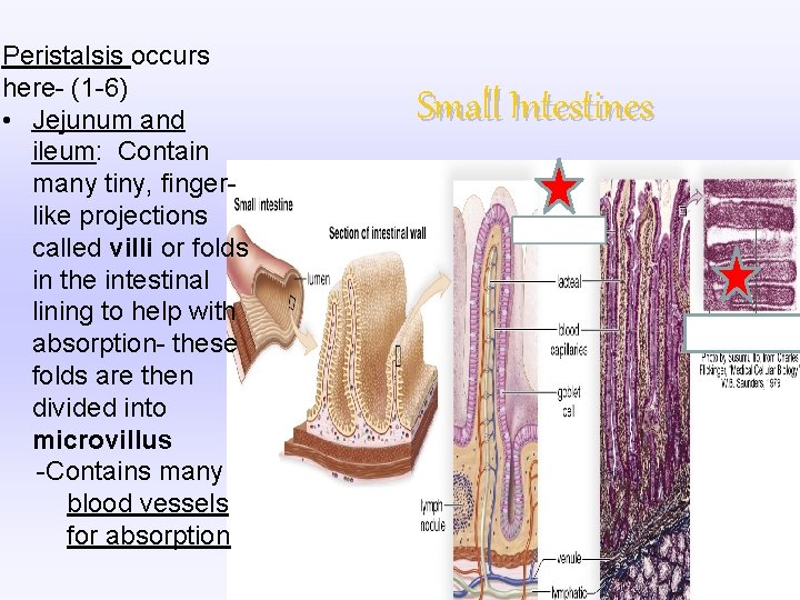 Peristalsis occurs here- (1 -6) • Jejunum and ileum: Contain many tiny, fingerlike projections