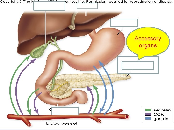 Accessory organs 