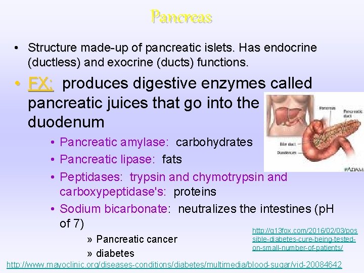 Pancreas • Structure made-up of pancreatic islets. Has endocrine (ductless) and exocrine (ducts) functions.