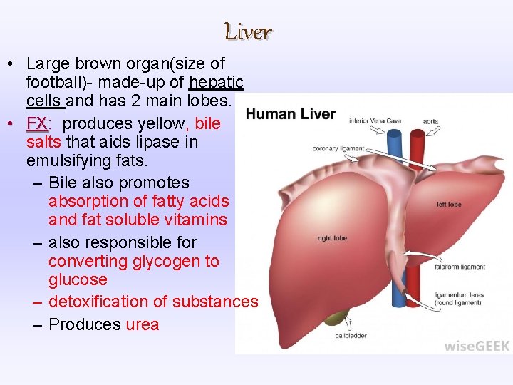 Liver • Large brown organ(size of football)- made-up of hepatic cells and has 2 Liver • Large brown organ(size of football)- made-up of hepatic cells and has 2