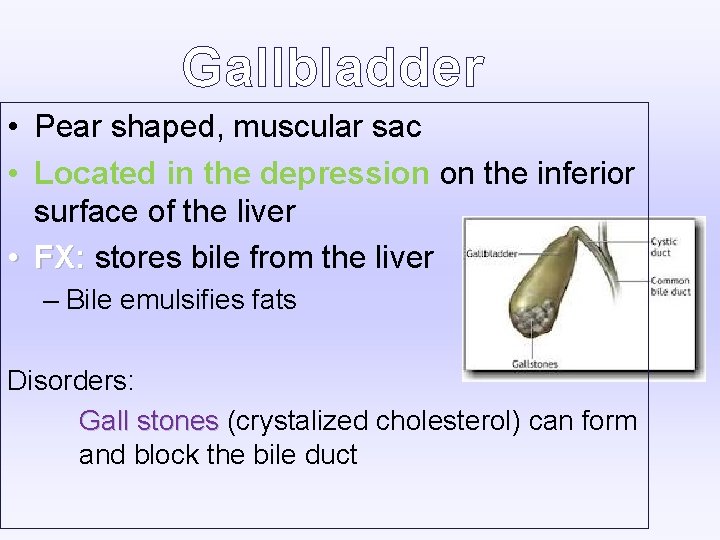 Gallbladder • Pear shaped, muscular sac • Located in the depression on the inferior Gallbladder • Pear shaped, muscular sac • Located in the depression on the inferior