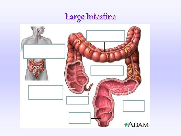 Large Intestine Ascending colon cecum 