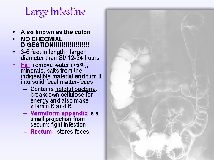 Large Intestine • Also known as the colon • NO CHECMIAL DIGESTION!!!!!!!!! • 3