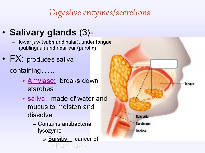 Digestive enzymes/secretions • Salivary glands (3)– lower jaw (submandibular), under tongue (sublingual) and near