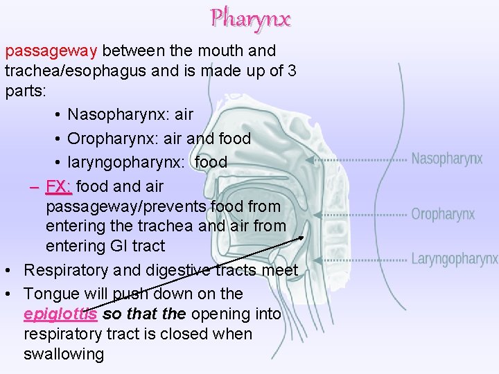 Pharynx passageway between the mouth and trachea/esophagus and is made up of 3 parts: Pharynx passageway between the mouth and trachea/esophagus and is made up of 3 parts:
