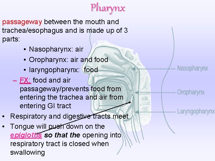 Pharynx passageway between the mouth and trachea/esophagus and is made up of 3 parts: