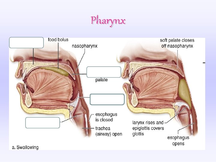 Pharynx 