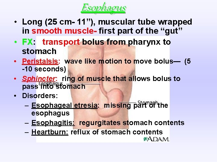 Esophagus • Long (25 cm- 11”), muscular tube wrapped in smooth muscle- first part Esophagus • Long (25 cm- 11”), muscular tube wrapped in smooth muscle- first part
