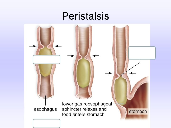 Peristalsis 