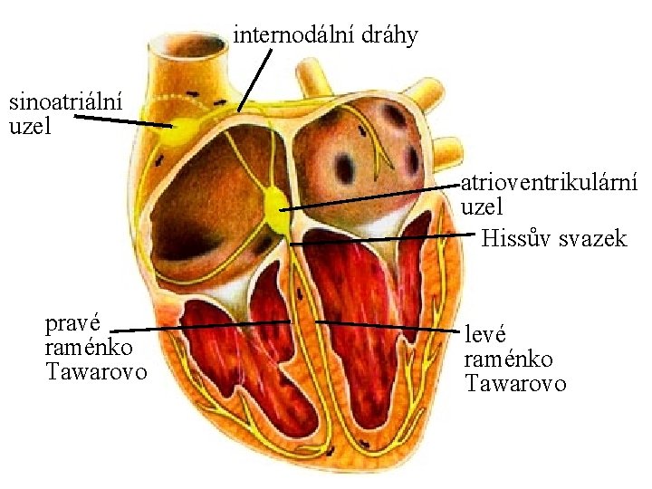 internodální dráhy sinoatriální uzel atrioventrikulární uzel Hissův svazek pravé raménko Tawarovo levé raménko Tawarovo