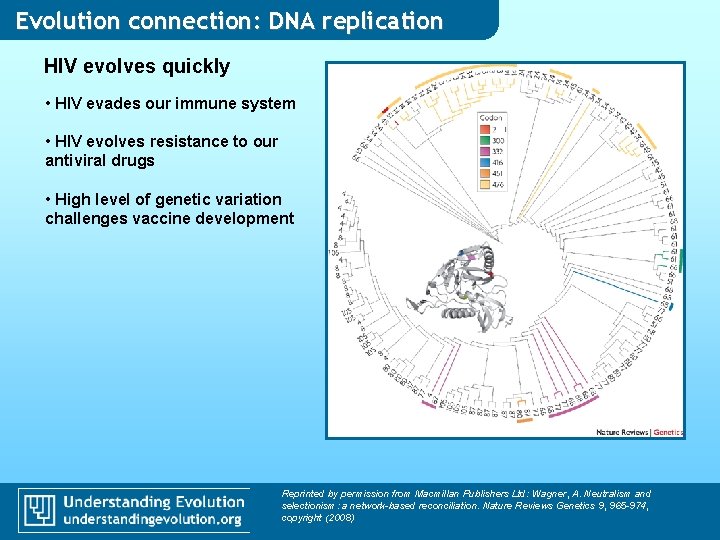 Evolution connection: DNA replication HIV evolves quickly • HIV evades our immune system • Evolution connection: DNA replication HIV evolves quickly • HIV evades our immune system •