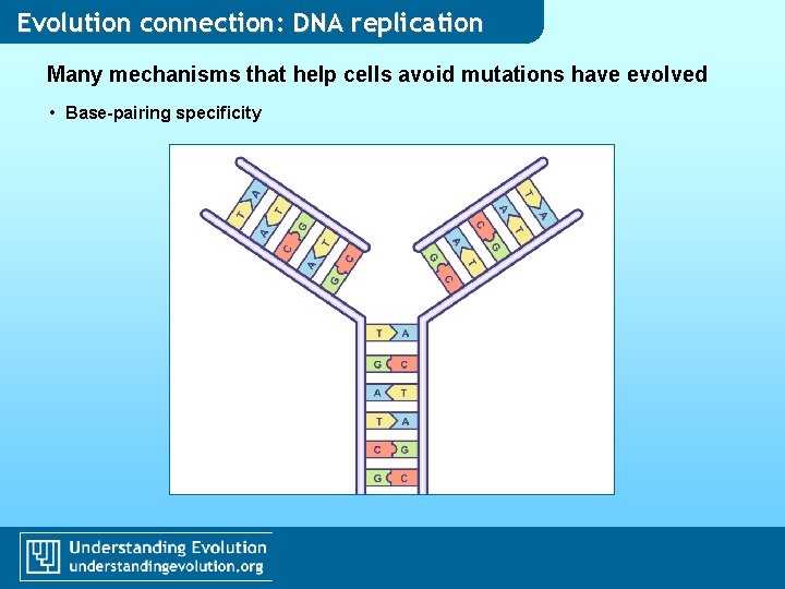 Evolution connection: DNA replication Many mechanisms that help cells avoid mutations have evolved • Evolution connection: DNA replication Many mechanisms that help cells avoid mutations have evolved •