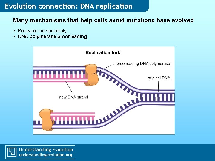 Evolution connection: DNA replication Many mechanisms that help cells avoid mutations have evolved • Evolution connection: DNA replication Many mechanisms that help cells avoid mutations have evolved •