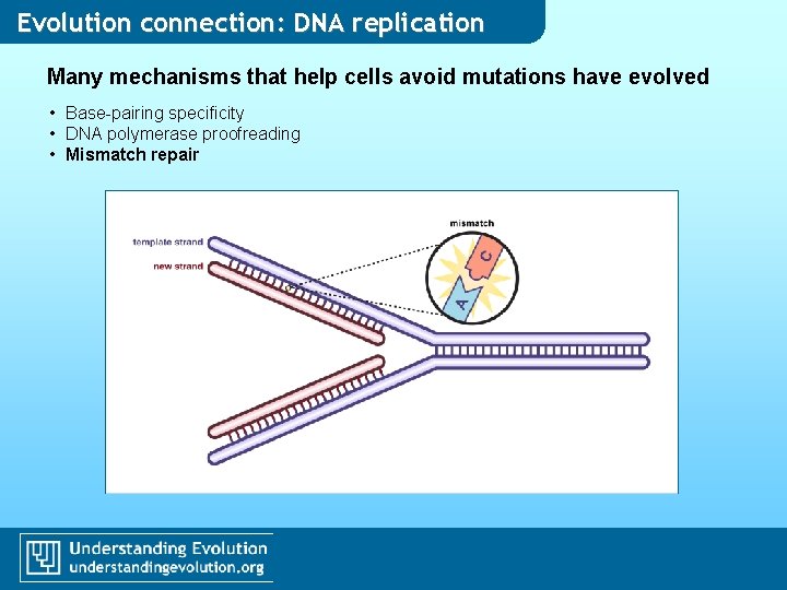 Evolution connection: DNA replication Many mechanisms that help cells avoid mutations have evolved • Evolution connection: DNA replication Many mechanisms that help cells avoid mutations have evolved •