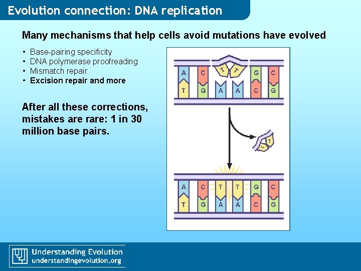 Evolution connection: DNA replication Many mechanisms that help cells avoid mutations have evolved • Evolution connection: DNA replication Many mechanisms that help cells avoid mutations have evolved •