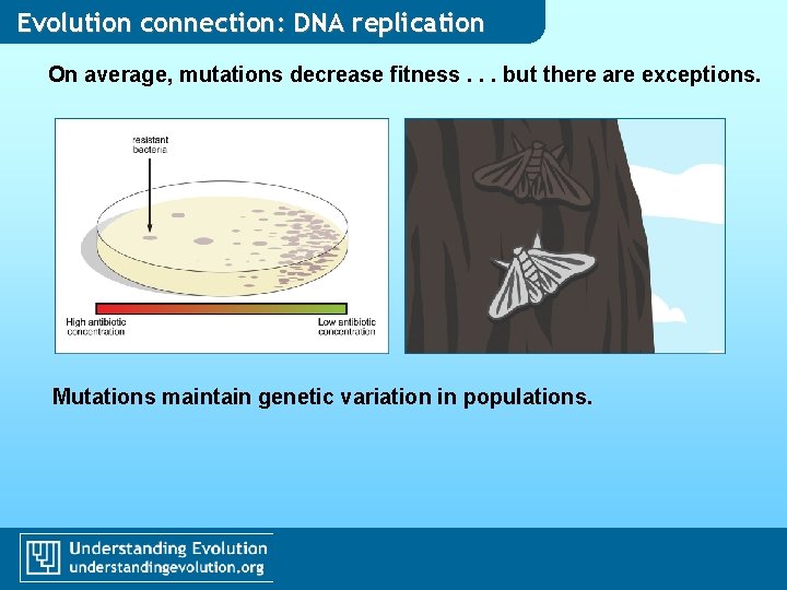 Evolution connection: DNA replication On average, mutations decrease fitness. . . but there are Evolution connection: DNA replication On average, mutations decrease fitness. . . but there are