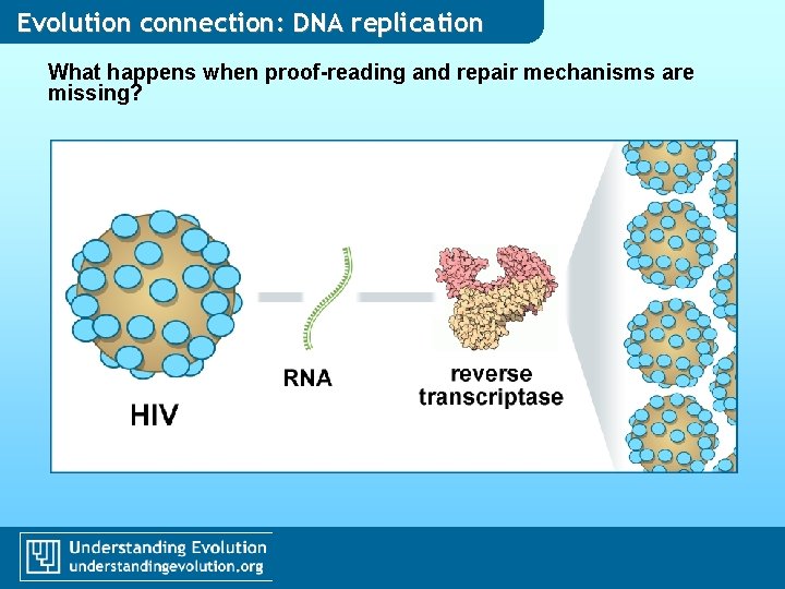 Evolution connection: DNA replication What happens when proof-reading and repair mechanisms are missing? Evolution connection: DNA replication What happens when proof-reading and repair mechanisms are missing?