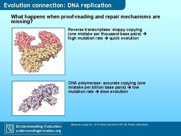 Evolution connection: DNA replication What happens when proof-reading and repair mechanisms are missing? Reverse Evolution connection: DNA replication What happens when proof-reading and repair mechanisms are missing? Reverse