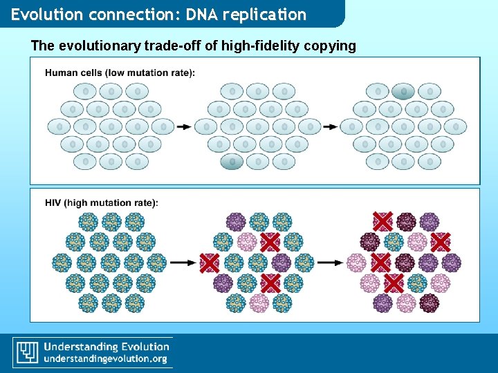 Evolution connection: DNA replication The evolutionary trade-off of high-fidelity copying Evolution connection: DNA replication The evolutionary trade-off of high-fidelity copying