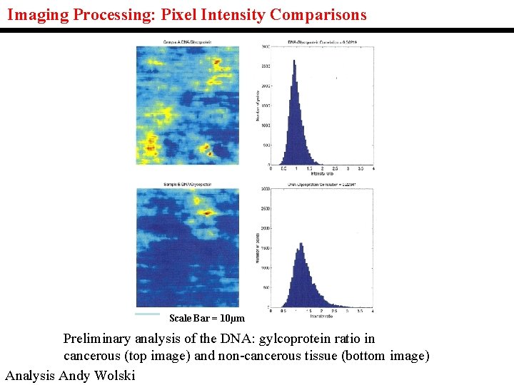 Imaging Processing: Pixel Intensity Comparisons Scale Bar = 10µm Preliminary analysis of the DNA: Imaging Processing: Pixel Intensity Comparisons Scale Bar = 10µm Preliminary analysis of the DNA: