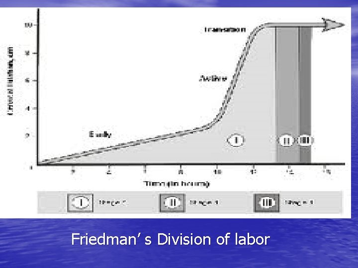 Friedman’ s Division of labor 