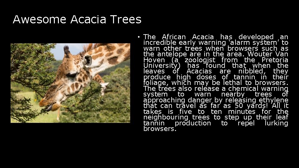 Awesome Acacia Trees • The African Acacia has developed an incredible early warning ‘alarm