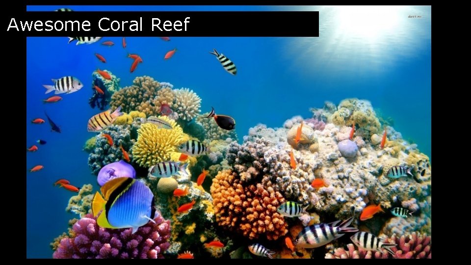 Awesome Coral Reef 