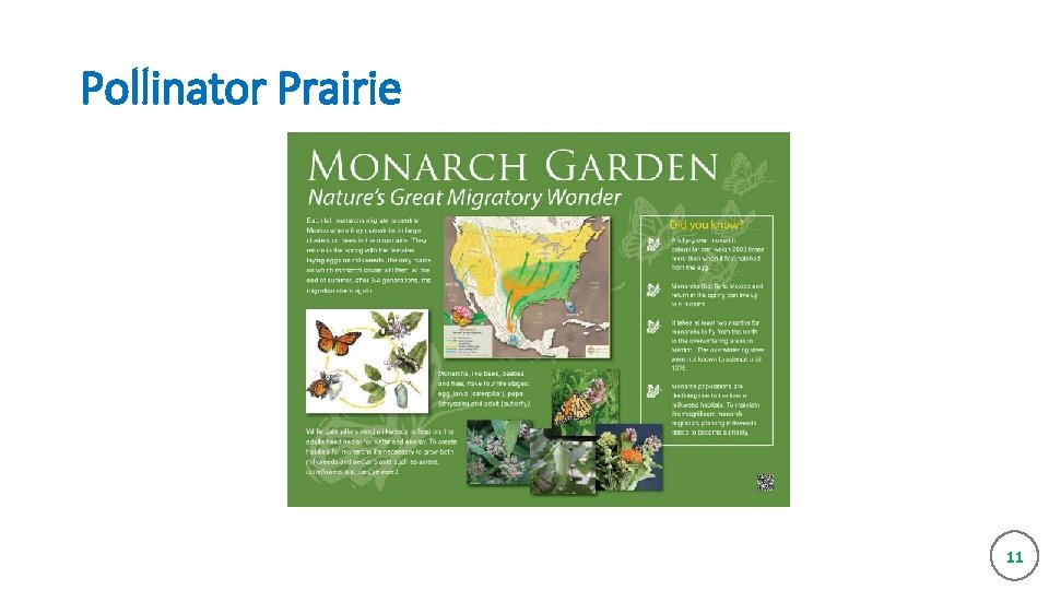 Pollinator Prairie 11 