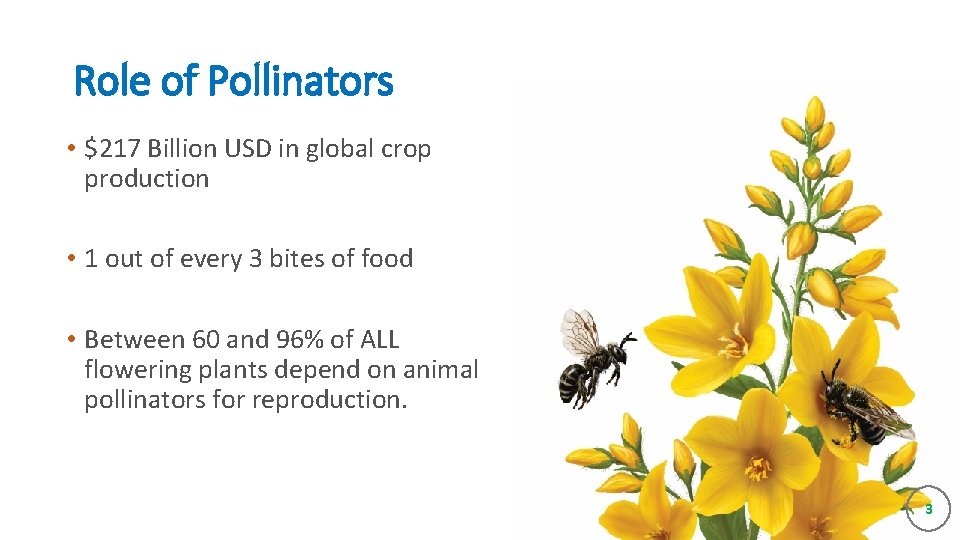 Role of Pollinators • $217 Billion USD in global crop production • 1 out