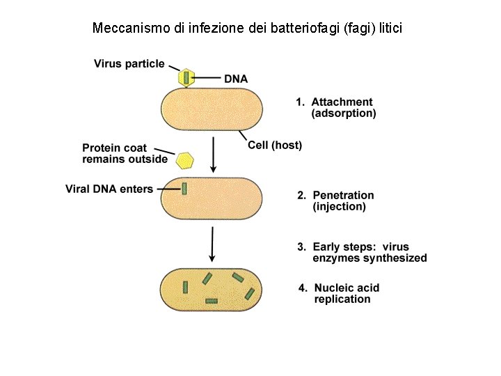 Meccanismo di infezione dei batteriofagi (fagi) litici 