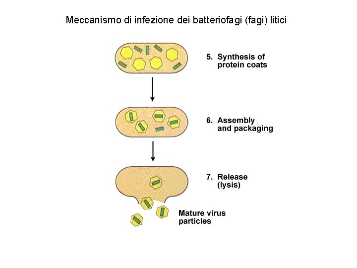 Meccanismo di infezione dei batteriofagi (fagi) litici 