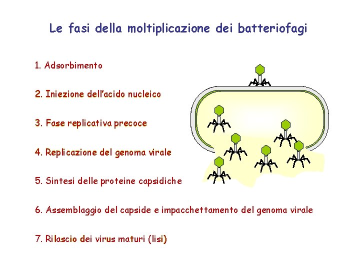 Le fasi della moltiplicazione dei batteriofagi 1. Adsorbimento 2. Iniezione dell’acido nucleico 3. Fase