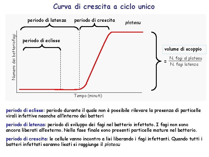 Curva di crescita a ciclo unico Numero dei batteriofagi periodo di latenza periodo di