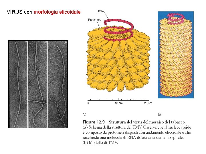 VIRUS con morfologia elicoidale 