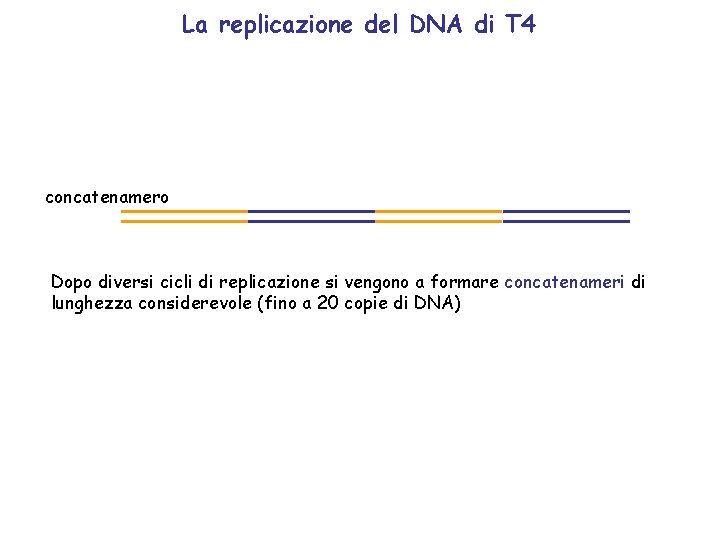 La replicazione del DNA di T 4 concatenamero Dopo diversi cicli di replicazione si