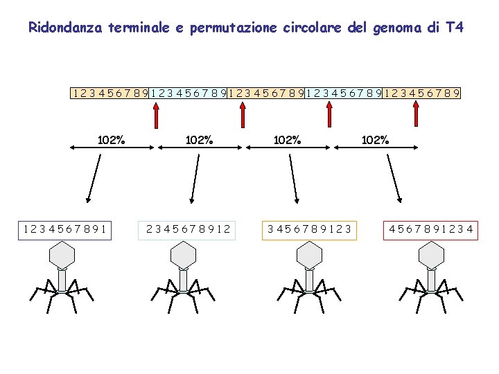 Ridondanza terminale e permutazione circolare del genoma di T 4 123456789123456789123456789 102% 1234567891 102%