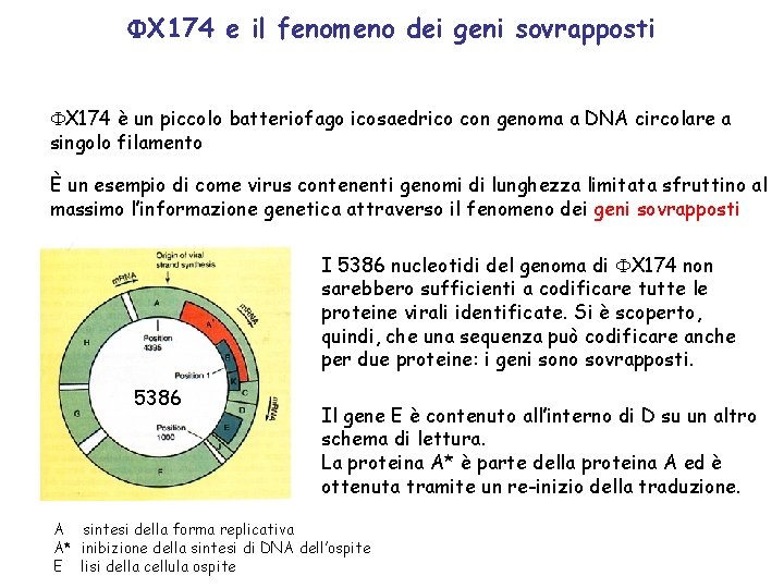  X 174 e il fenomeno dei geni sovrapposti X 174 è un piccolo